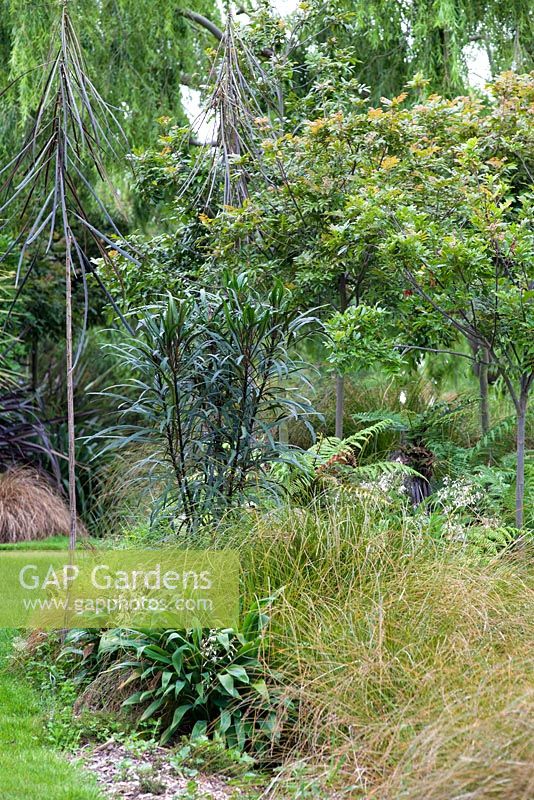 Pseudopanax Linearifolius in Bhudevi Estate garden, Marlborough, New Zealand.