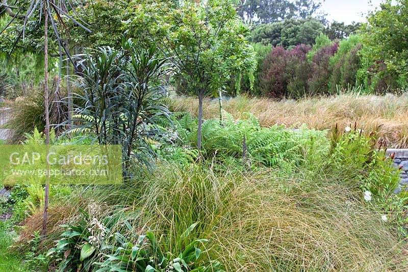Pseudopanax Linearifolius in Bhudevi Estate garden, Marlborough, New Zealand.