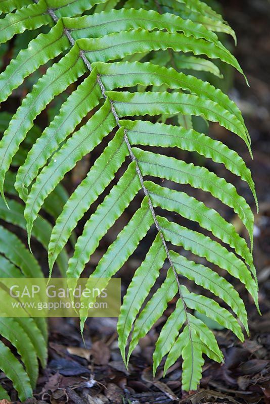 Blechnum novae-zelandiae, palm-leaf fern. Fern. December.