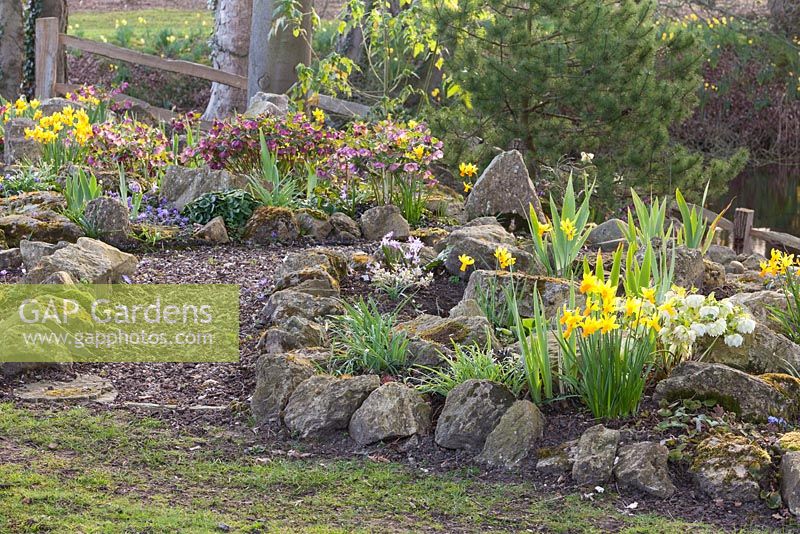 Various irises, double hellebores, Chionodoxa and Asarum europaeum growing in the rockery around the lake. Ellerker House, Everingham, Yorkshire. Spring, March 2016.