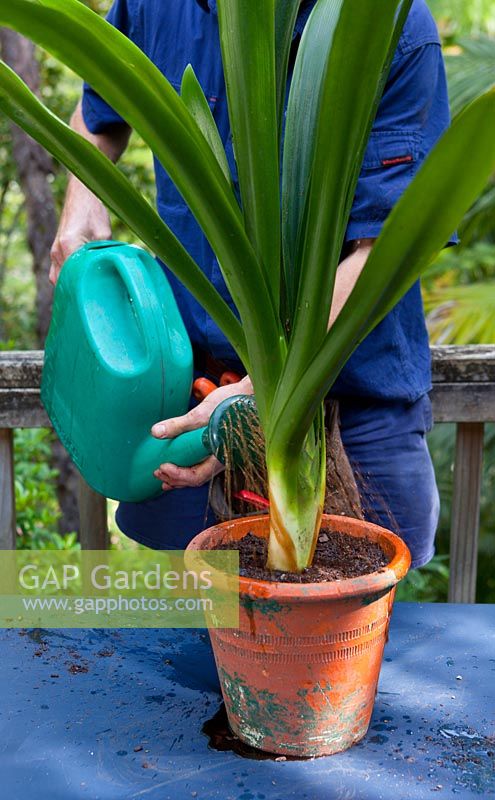 A man watering in a newly planted Clivia, Clivia miniata with a green plastic watering can with diluted seaweed fertiliser