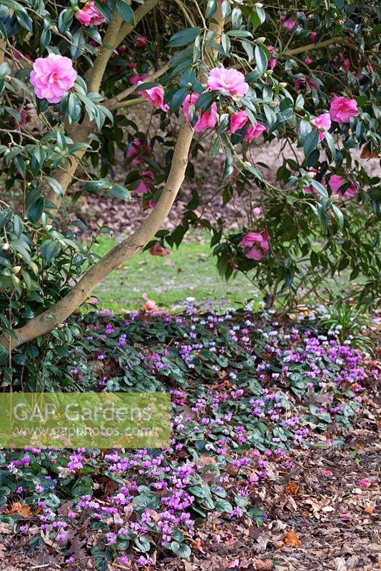 Cyclamen coum and Camellia x williamsii 'Donation'. Winter plant association. March.