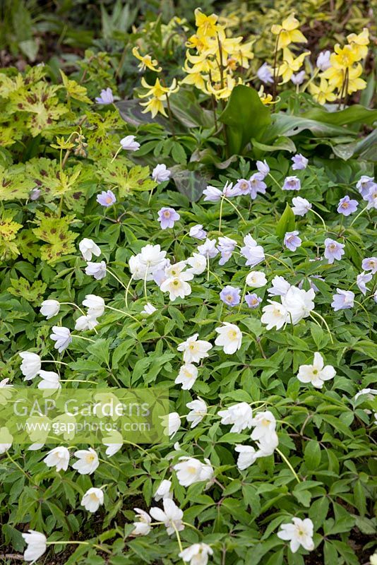 Anemone nemorosa 'Leeds Variety' with Erythronium 'Sundisc' and Geranium phaeum 'Samabor'. Spring association. April