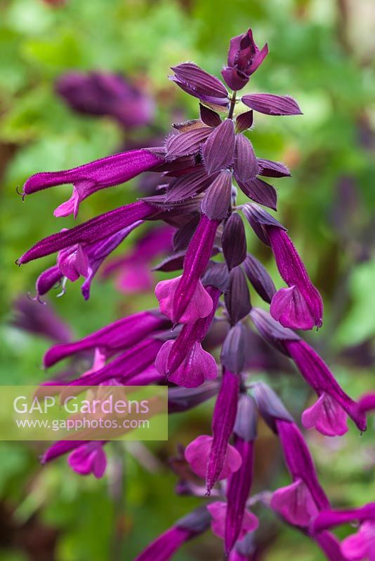 Salvia 'Love and Wishes' 'Serendip6' 