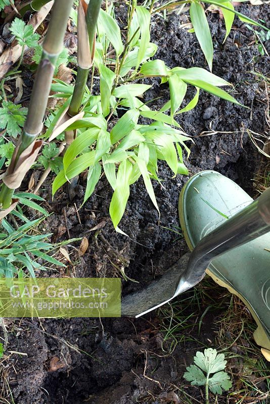 Bamboo Cultivation - Digging up a rhizome section of Phyllostachys nigra, Black Stemmed Bamboo, to make a new plant