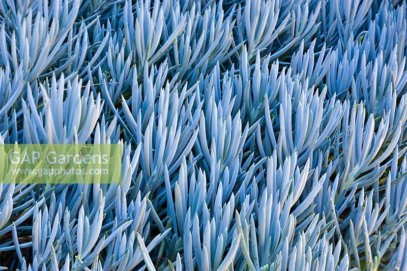 Senecio serpens. A close up of a dense planting of a succulent Blue Chalk Sticks 