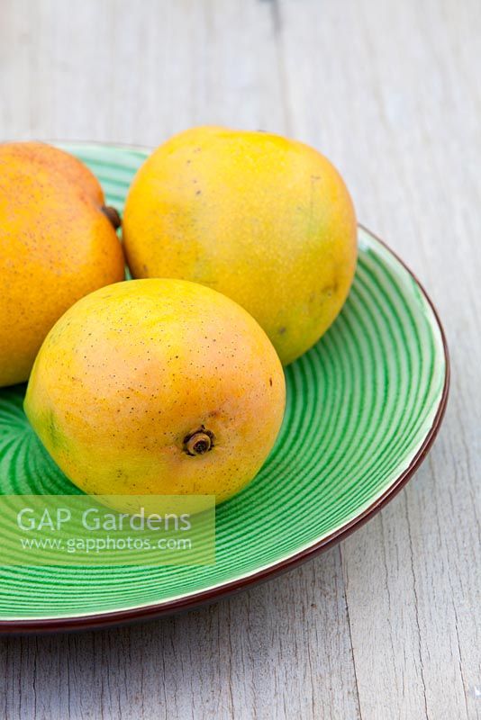 Three ripe Bowen Mangoes, Mangifera indica, on a round green glazed plate.