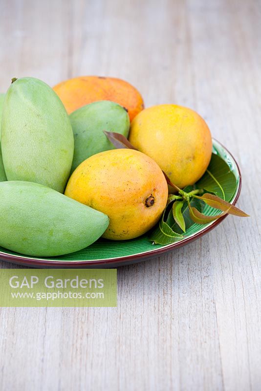 A round green glazed plate with Green and Orange Mangoes, Mangifera indica on it.