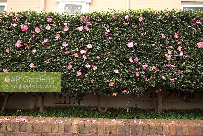 Camellia casanqua - A clipped Camellia hedge with single mid pink flowers, planted in a raised garden bed with an underplanting of Native Violet, Viola hederaceae.