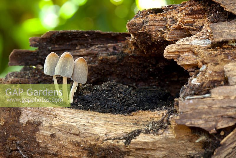 Toadstools growing in a rotten log.