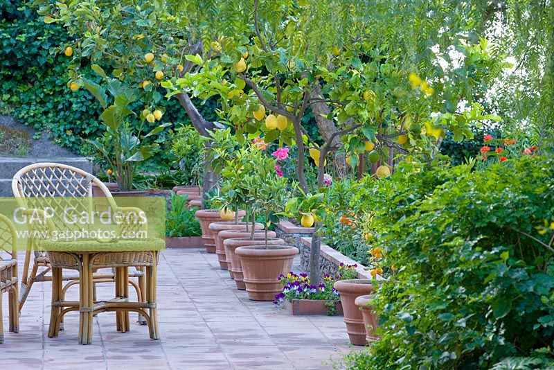 Patio with rattan chairs and terracotta containers with young citrus trees. Casa Cuseni in Taormina, Sicily, Italy