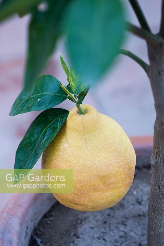 Citrus paradisi - grapefruit in a container. Casa Cuseni in Taormina, Sicily, Italy  