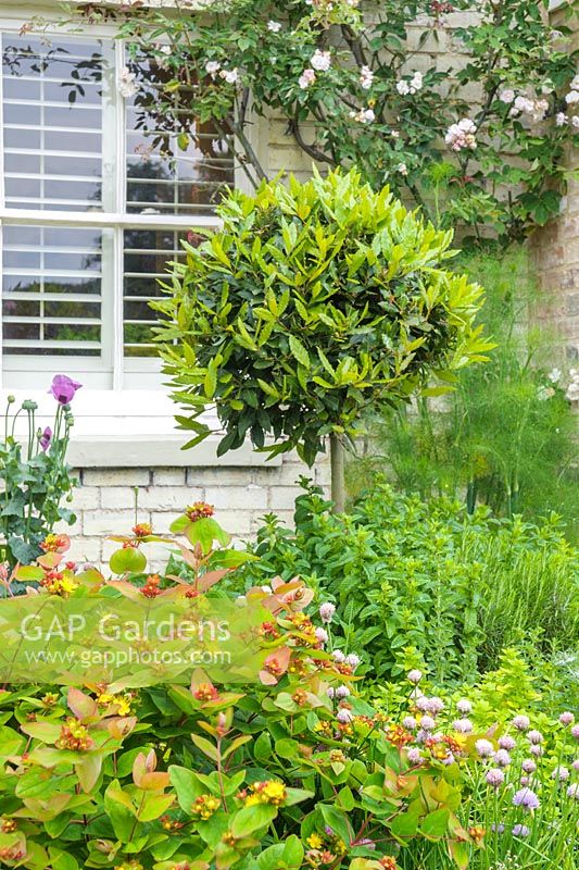 Topiary bay tree in border with herbs and Hypericum androsaemum.
