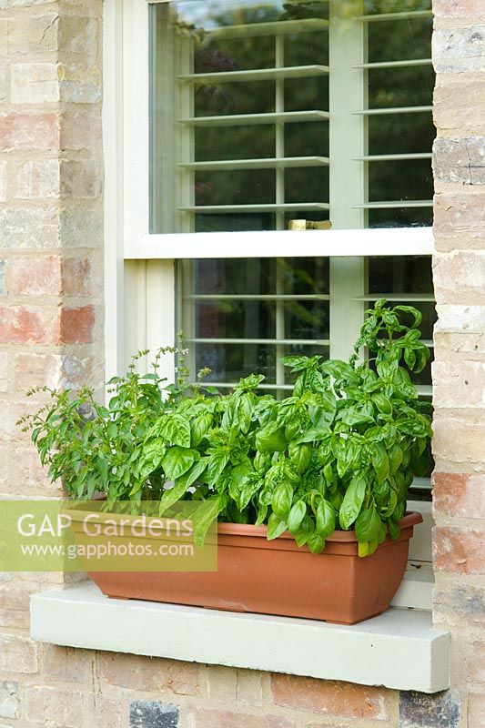 Herb trough on windowsill with two varieties of basil.