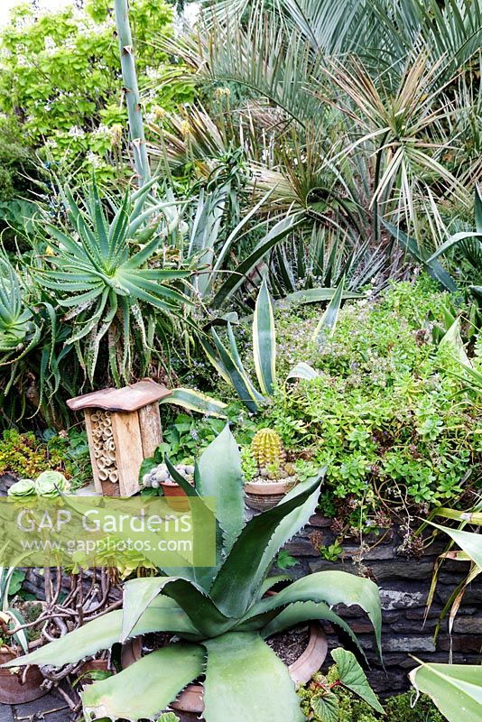 Subtropical garden with exotic planting. Agave ferox in foreground