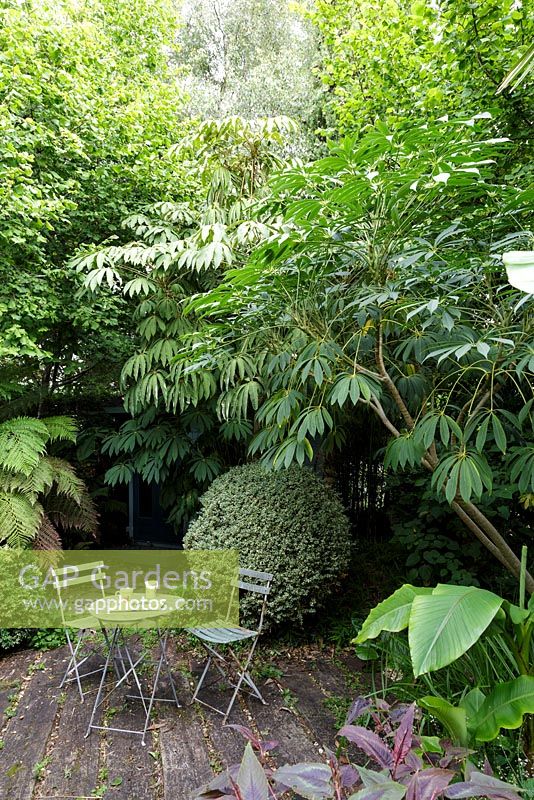Subtropical garden with exotic planting. Shady seating area
