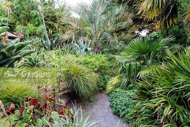 Tim Wilmot's garden, Beechwell House, Bristol. Subtropical garden with exotic planting. Butia, Fasicularia and Trachycarpus in small paved garden