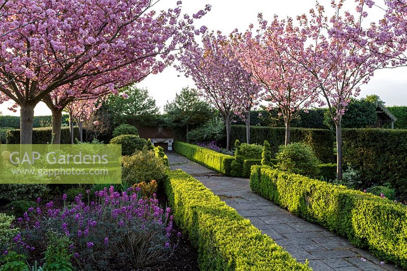 Mitton Manor Garden in spring, Staffordshire. Formal parterre garden framed with cherry trees in blossom