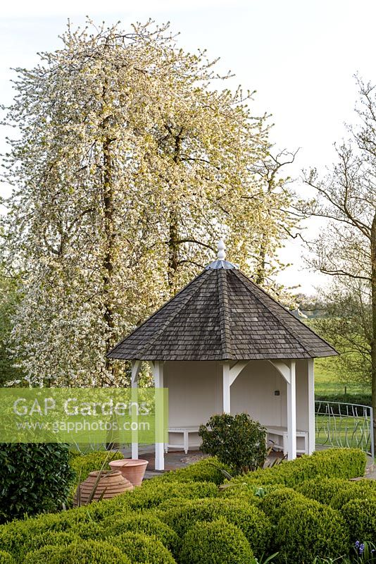 Mitton Manor Garden in spring, Staffordshire. Cloud topiary Box spheres in formal parterre garden
