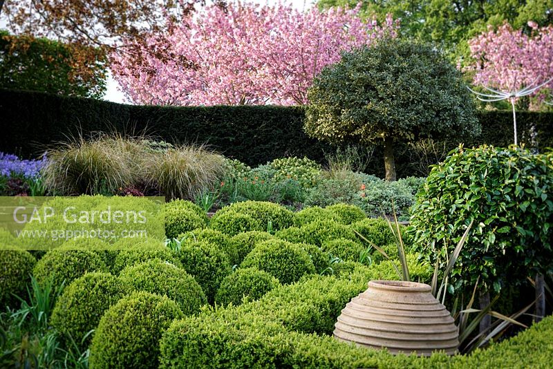 Mitton Manor Garden in spring, Staffordshire. 'Cloud' topiary Box spheres in formal parterre garden