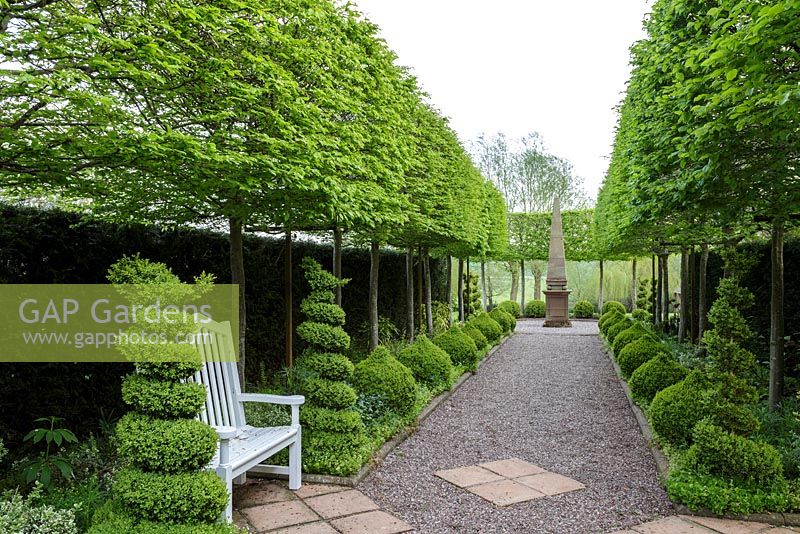 Mitton Manor Garden in spring, Staffordshire. Topiary planted beneath Hornbeam avenue