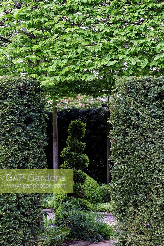 Mitton Manor Garden in spring, Staffordshire. Spiral topiary amongst clipped hedges in formal garden
