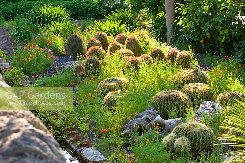 Arabic garden: barrel cactus, Echinocactus grusonii and Ferocactus stainesii with californian poppy - Eschscholtzia californica