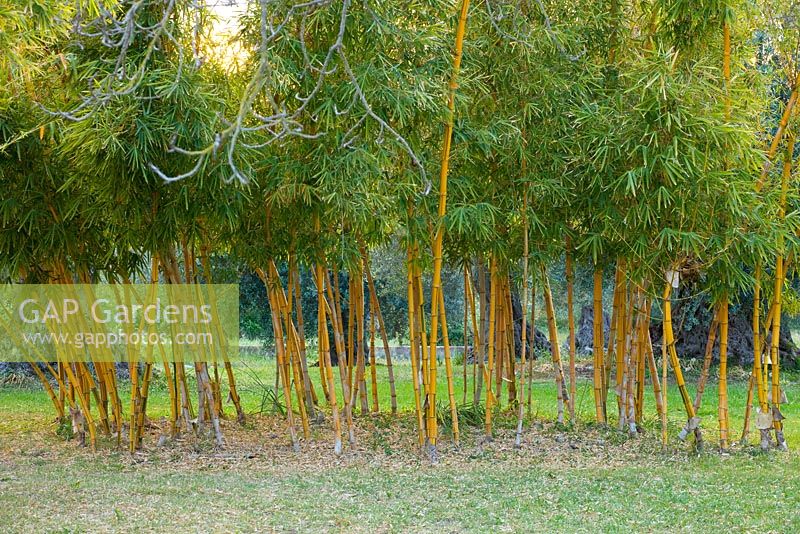 Bambusa vulgaris. San Giuliano Estate. Sicily, Italy