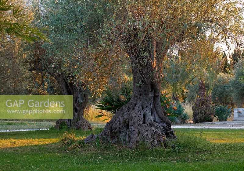 Olive trees at sunset in the garden. San Giuliano Estate. Sicily, Italy