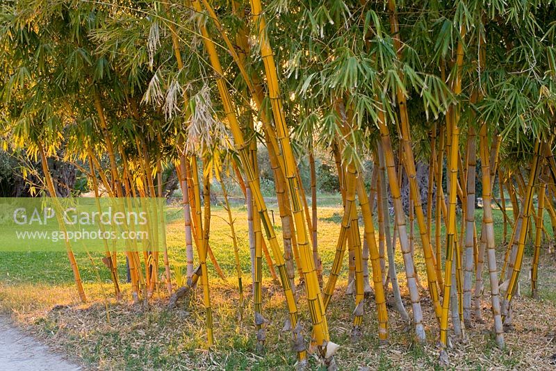 Bambusa vulgaris - striped bamboo. San Giuliano Estate. Sicily, Italy