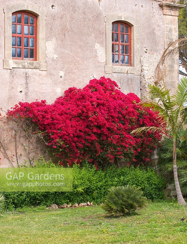 Bougainvillea and cape plumbago - Plumbago auriculata by the wall of the villa. San Giuliano Estate. Sicily, Italy