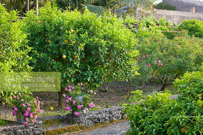 The mediterranean garden - citrus fruits and flowers: Rosa chinensis mutabilis and Rosa chinensis sanguinea. San Giuliano Estate. Sicily, Italy

