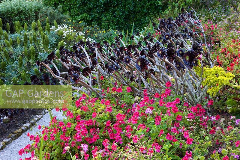 Aeoniums in mixed border in the Mediterranean Garden, Tresco Abbey Garden, Tresco, Isles of Scilly. 