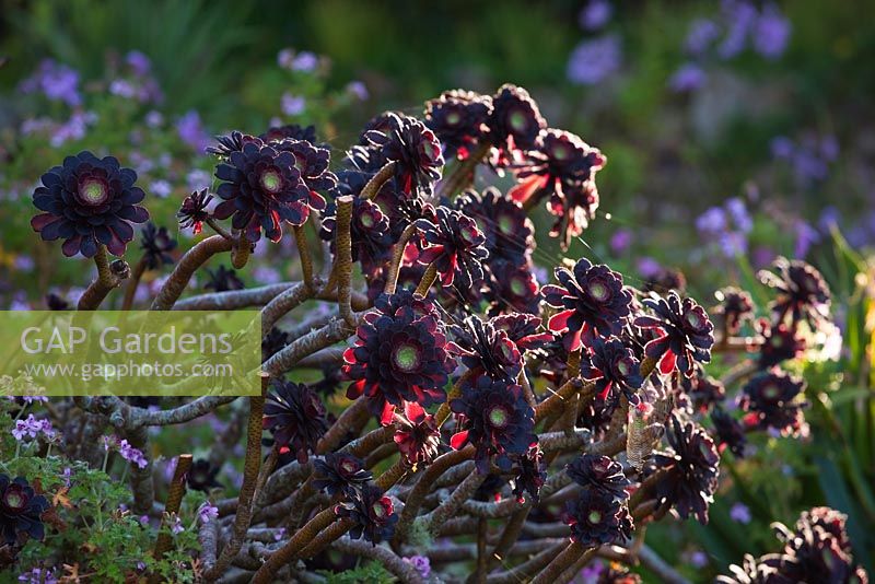 Aeoniums in The Mediterranean Garden, Tresco Abbey Garden, Tresco, Isles of Scilly. 