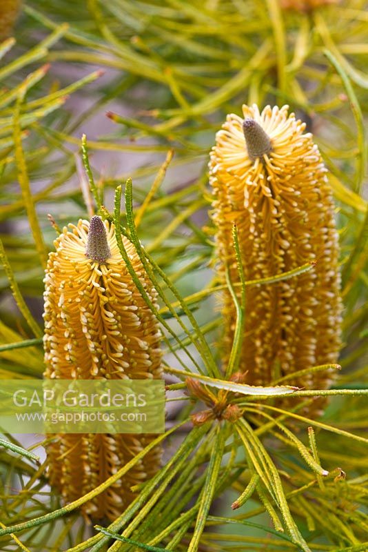 Banksia Spinulosa var Spinulosa