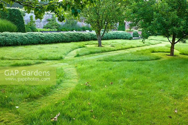Symmetrical grass paths in lawn in orchard with hebe hedge. Poulton House Garden, Wiltshire. 