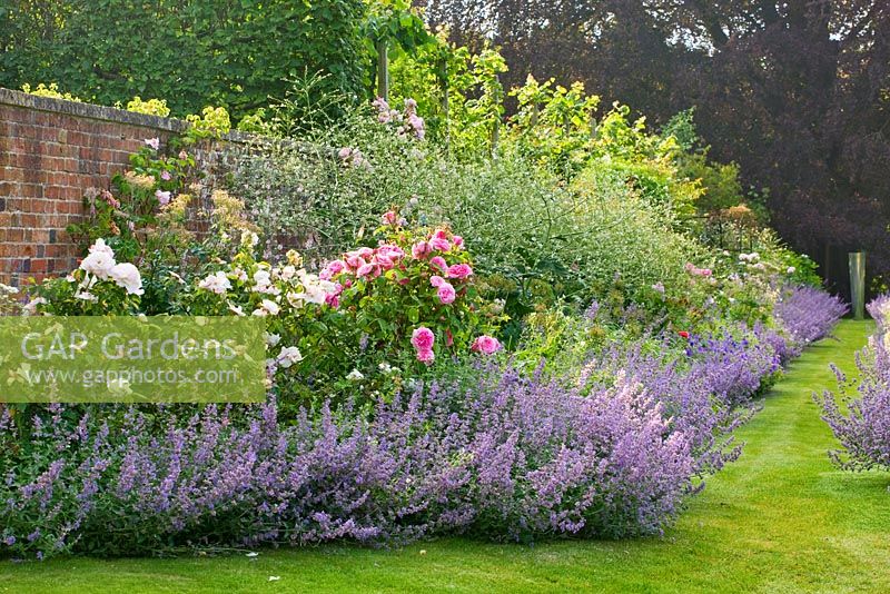 Long border in summer with nepeta, geraniums and rose varieties 'The Generous Gardener' and 'Gertrude Jekyll'. Poulton House Garden, Wiltshire. 