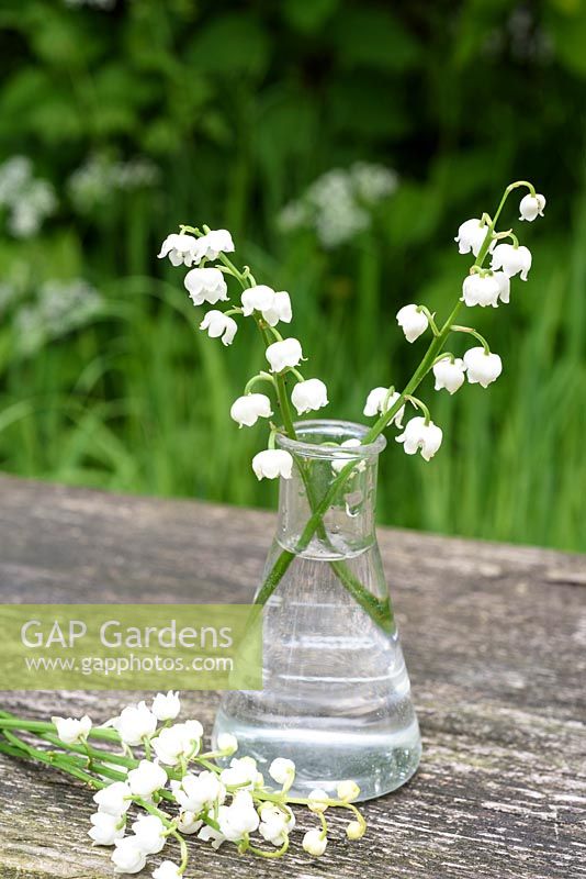 Convallaria major - Lily of the Valley displayed in glass bottle