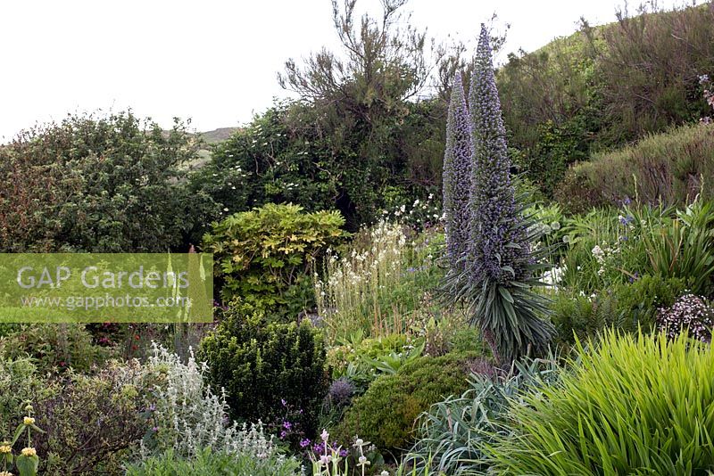 Foamlea Gardens, Woolacombe, Devon. Echium 'Pininana'