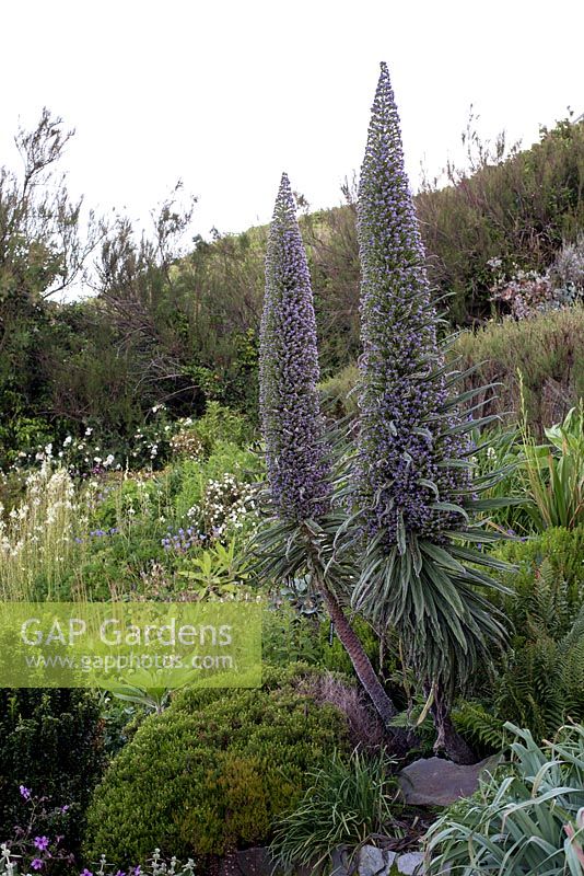 Echium Pininana. Foamlea Gardens, Woolacombe, Devon