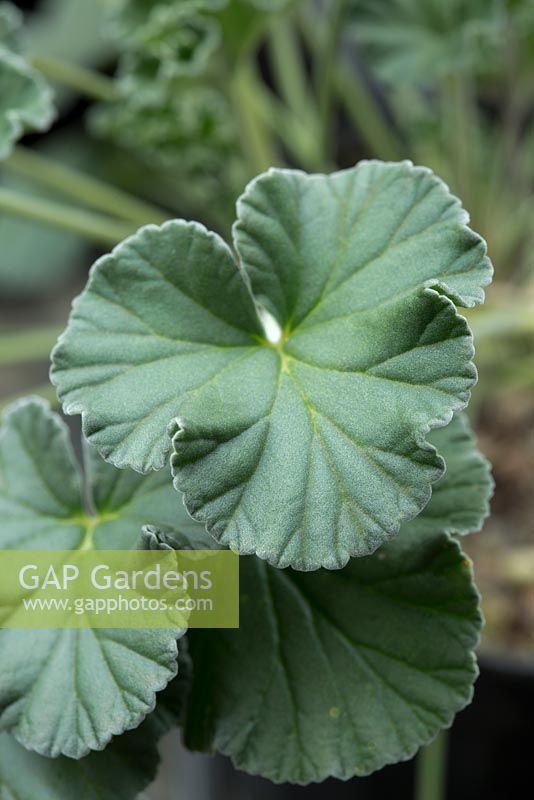 Pelargonium sidoides. Close up of the leaves of a South African Geranium also know as Umckaloabo