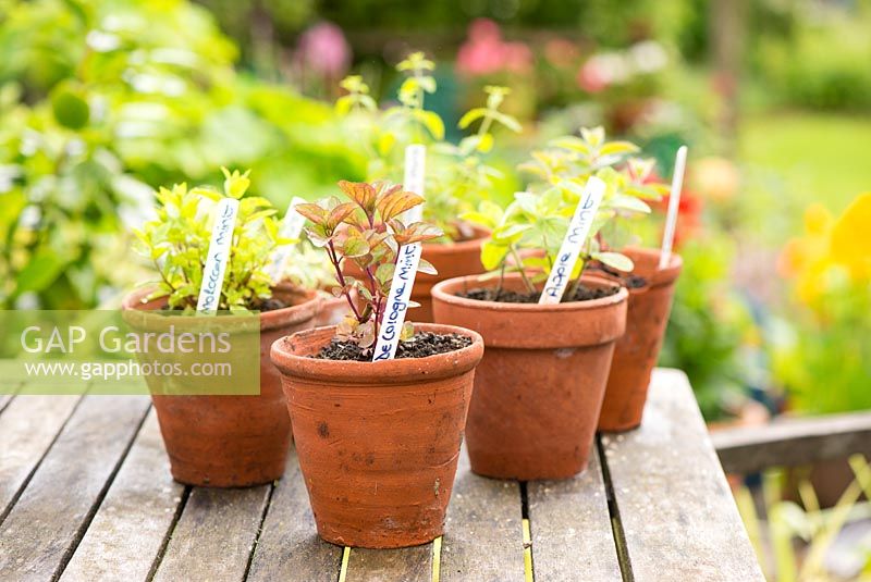 Various varieties of mint in terracotta pots on patio table.