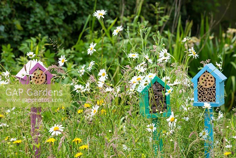 Bug boxes situated in small wildflower area of garden, aimed at attracting pollinating red mason bees.