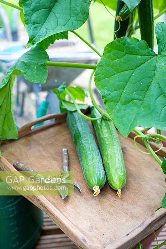 Greenhouse grown cucumber 'Carmen'.