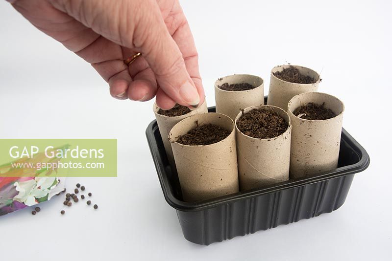 Gardening for Children - Grow sweetpea seeds in toilet roll holders - 3 seeds per tube