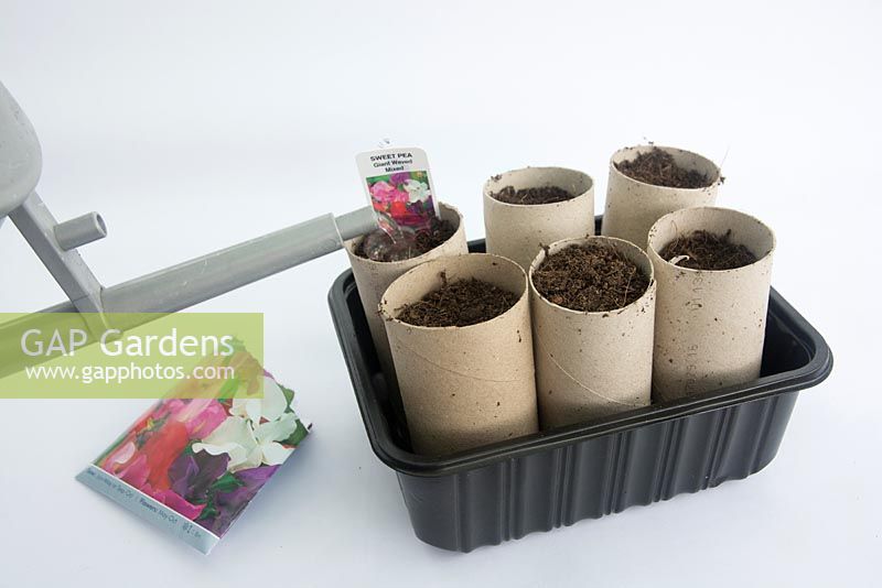 Gardening for Children - Grow sweetpea seeds in toilet roll holders - Water seeds in