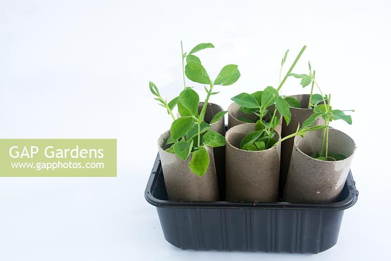 Gardening for Children - Grow sweetpea seeds in toilet roll holders - Keep moist and light after germination