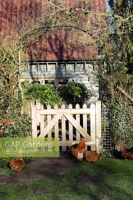 Pekin bantams by a picket gate with arch to support climbers. St Francis Cottage