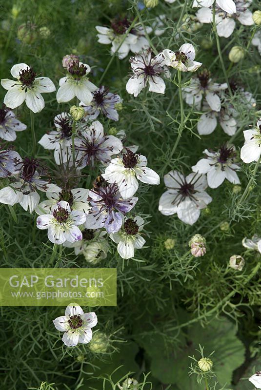 Nigella papillosa 'African Bride' - Love-in-a-mist with bee. August
