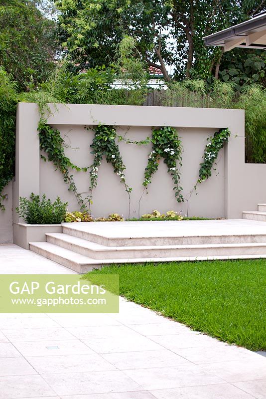 Garden wall featuring an inset with a zig zag wire pattern trellis and a white flowering Stephanotis floribunda growing on it stone inbuilt planter box with a small shrub Ruscus hypoglossum, 'Spineless Butcher's Broom', stone paving, steps and a Buffalo grass lawn.